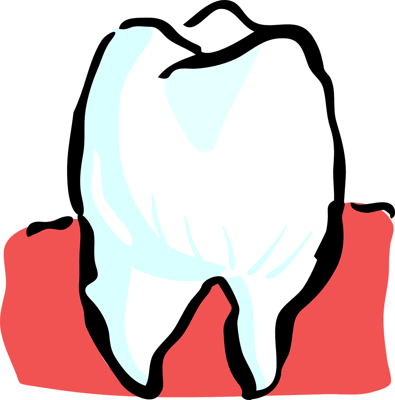 Gesunder Zahn ohne Zahnfleischrückgang